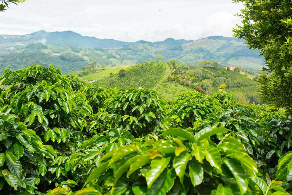 Meet Our Producers: Juan Tama, Colombia